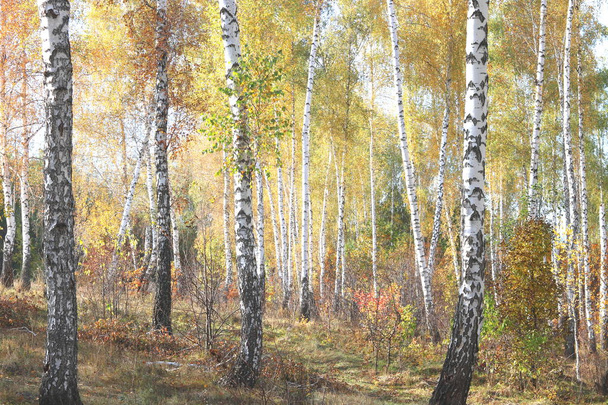 Huş ağacının diğer huş ağaçları arasında Ekim ayında sarı huş ağacında huş ağaçları ile güzel bir manzara - Fotoğraf, Görsel
