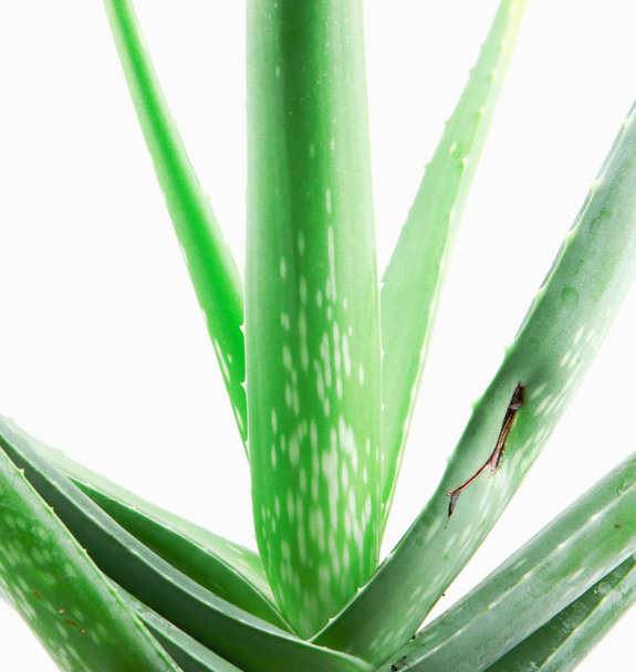 aloe vera rostlina izolované na bílém pozadí - Fotografie, Obrázek