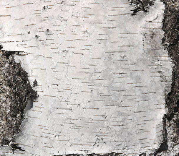 patrón de corteza de abedul con rayas de abedul negro en corteza de abedul blanco y con textura de corteza de abedul de madera - Foto, imagen
