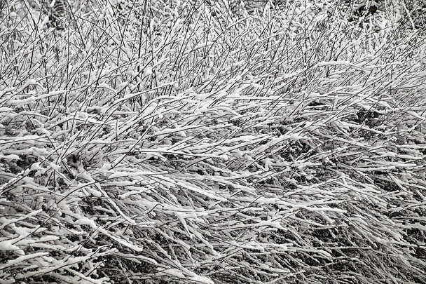 fresh white snow lies thickly on the branches of a hedge - Photo, Image