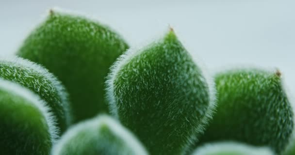 Sukulentní rostlina Green Sedum Mocinianum - Záběry, video