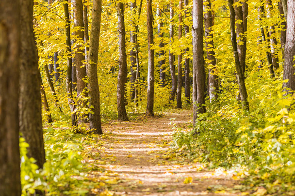 Ősszel, a természet és a szezon koncepció - úton az őszi erdőben vagy parkban - Fotó, kép