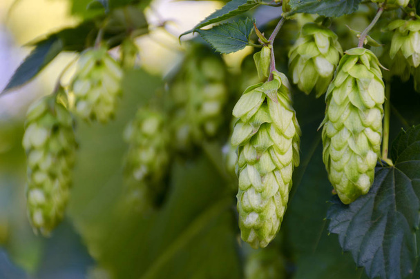 Green fresh hop cones on bush. Flowers for making beer and bread closeup, agricultural background. Empty place for copy space place for text.  - Zdjęcie, obraz