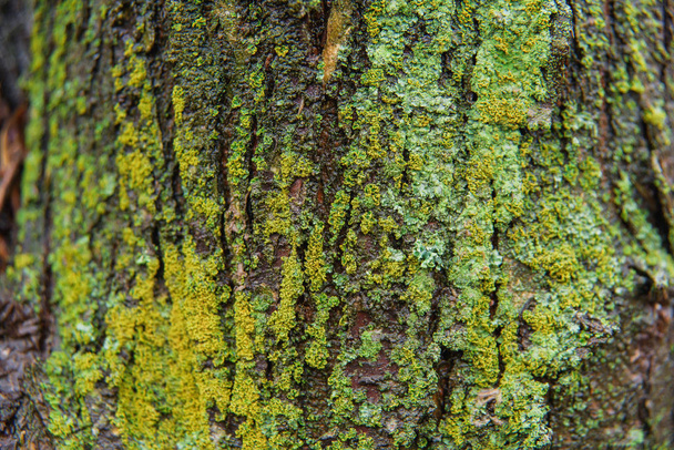 Musgo verde na casca de uma árvore. Textura de musgo verde. Pequenas fábricas em uma árvore
 - Foto, Imagem