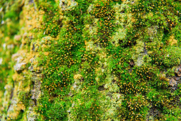 Zelený mech na kůře stromu. Textura zeleným mechem. Malé rostliny na stromě - Fotografie, Obrázek
