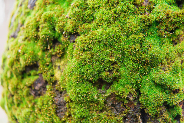 Yeşil bir ağaç kabuğu üzerinde moss. Yeşil yosun doku. Bir ağaç üzerinde küçük bitkiler - Fotoğraf, Görsel