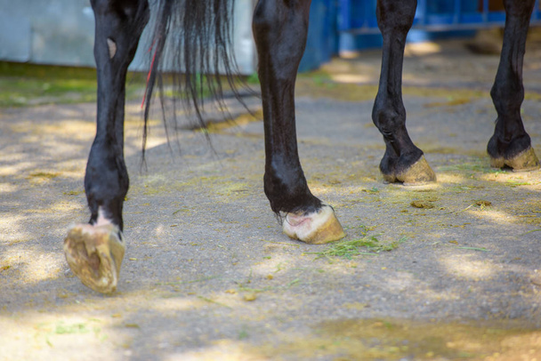 Hooves of horses in the street. Walking the horses at the racetrack. Well-groomed hooves of horses - Photo, Image