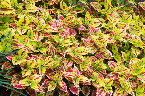 Bright Red Green Skullcaplike Coleus, Coleus Blumei, also named painted nettle background. They are cultivated as ornamental plants, which is popular as a garden plant for its bright colored foliage. - Фото, изображение