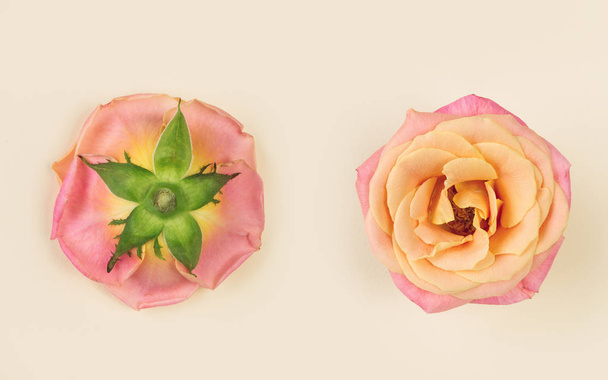 ピンクのバラの花前面図と背面図桃の背景に - 写真・画像
