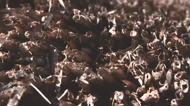 MACRO OF THATCH ROOF FROM PEDRAFITA DO CEBREIRO - Materiaali, video