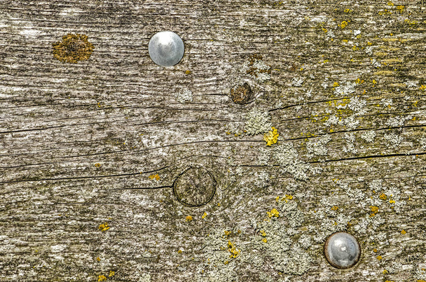 Extremely rough and weathered wooden plank of a park bench with dirt and lichen and two shint steel bolts - Фото, изображение