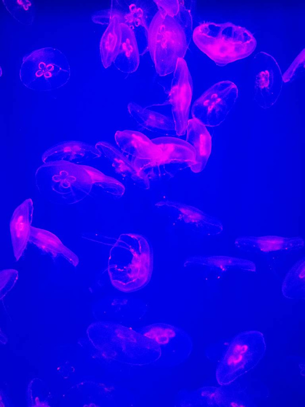 medusas en rica y dence luz de color rosa
 - Foto, Imagen