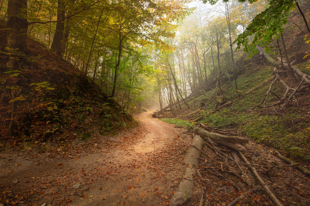 Herbstfarben des Waldes - Foto, Bild