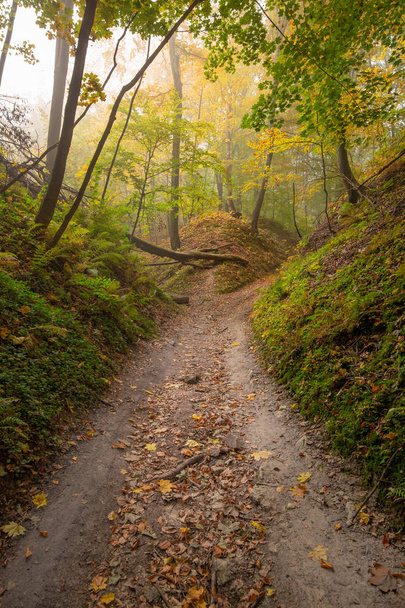 Осенние цвета леса - Фото, изображение