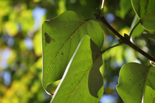 Летом на дереве растет настоящий зеленый лист
 - Фото, изображение