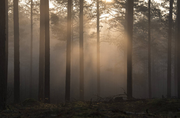 Foggy forest with sunbeams - Valokuva, kuva