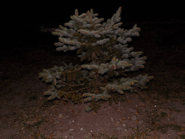 Kuusipuu, sininen tai colorado (Picea pungens Engelm
.) - Valokuva, kuva
