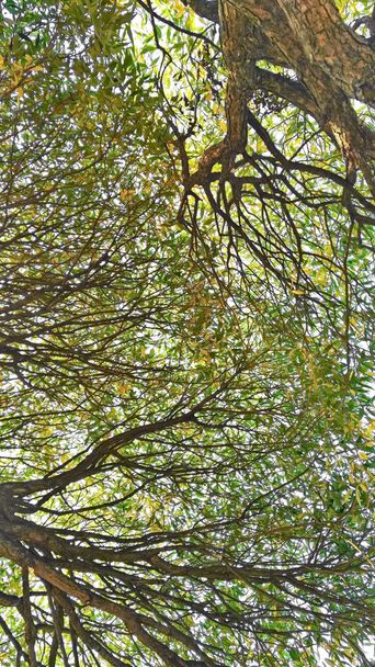 Crown of the tree green leaves branches - Foto, afbeelding