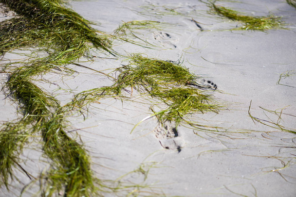 Usine d'eau d'algues avec sable gros plan
 - Photo, image