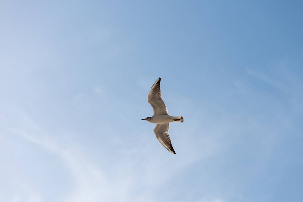 Seagull vliegen in de lucht omhoog open vleugels - Foto, afbeelding