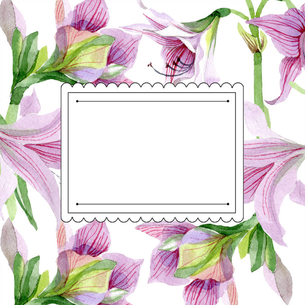 水彩ピンク アマリリスの花です。花植物の花。フレーム枠飾りスクエア。背景、テクスチャ、ラッパー パターン、フレームや境界線の aquarelle ワイルドフラワー. - 写真・画像