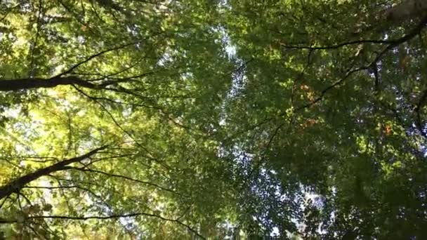 Forêt danoise près de Jyderup, Holbk
 - Séquence, vidéo