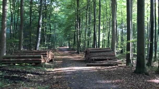 Straße durch den dänischen Wald bei jyderup, holbk - Filmmaterial, Video