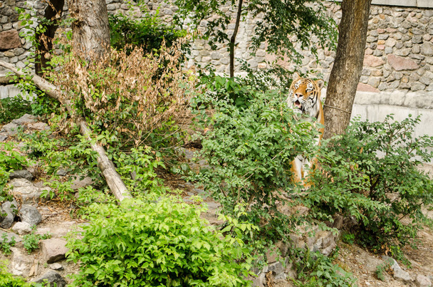 Tygrys obserwuje siedzący w zaroślach w zoo w Kijowie. - Zdjęcie, obraz