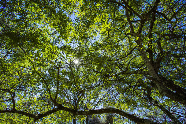 Alt görünümü ağaçlar kadar. Ağaçlar, Brezilya  - Fotoğraf, Görsel