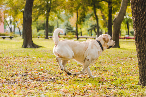 Labrador Retriever walks in the park in the fall. The dog runs after the stick. - Foto, imagen