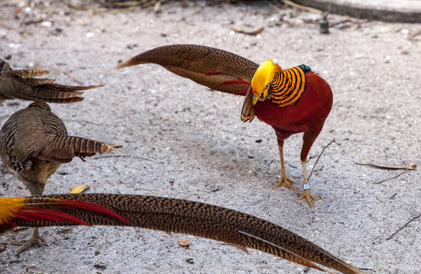 Paarungsvorführung eines männlichen Goldfasans, auch Chinesischer Fasan oder Chrysolophus pictus genannt, ist als Wildvogel bekannt. - Foto, Bild