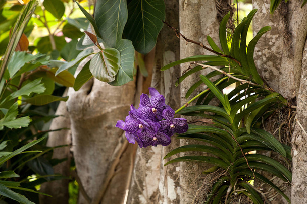 Gevlekte orchidee aranda Aranda omyai gekoppeld aan een boom in paars  - Foto, afbeelding