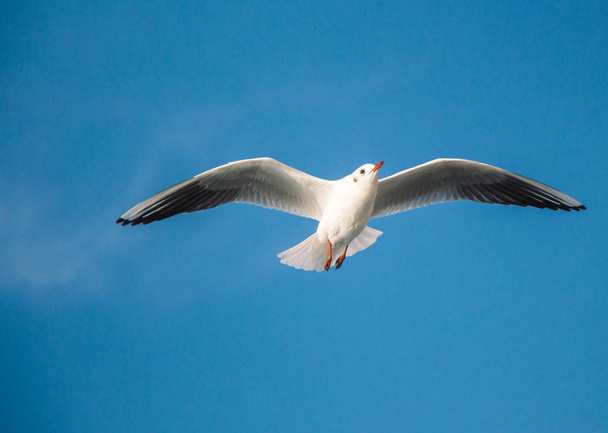 Mewa lecąca na błękitnym niebie nad wodami morskimi - Zdjęcie, obraz