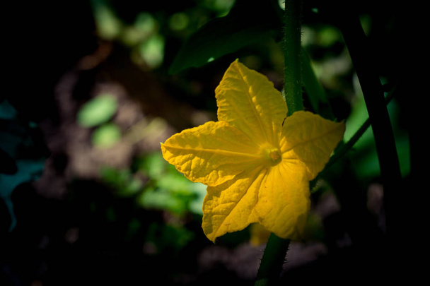 close up of flower of the valley - Fotografie, Obrázek