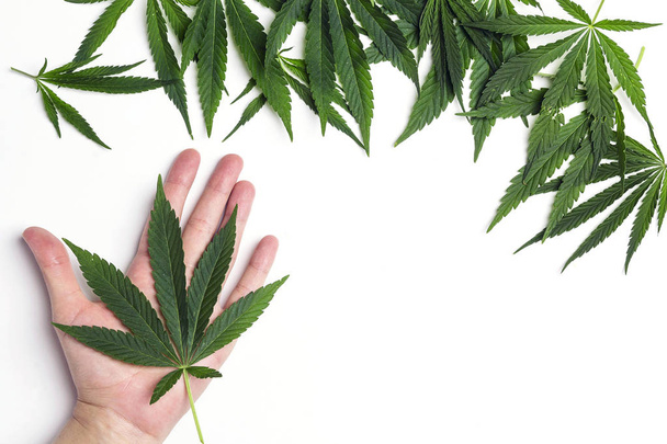 Green cannabis leaf in the hand on white  background. Copy space, top view. - Foto, Imagen