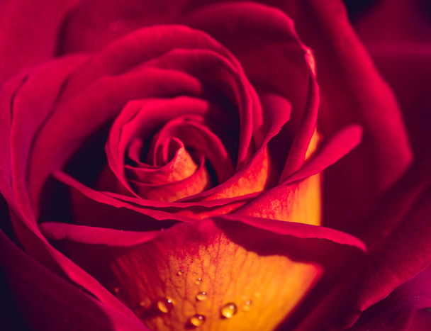 Hermosa flor de rosa coloreada en el borde del abismo - Foto, Imagen