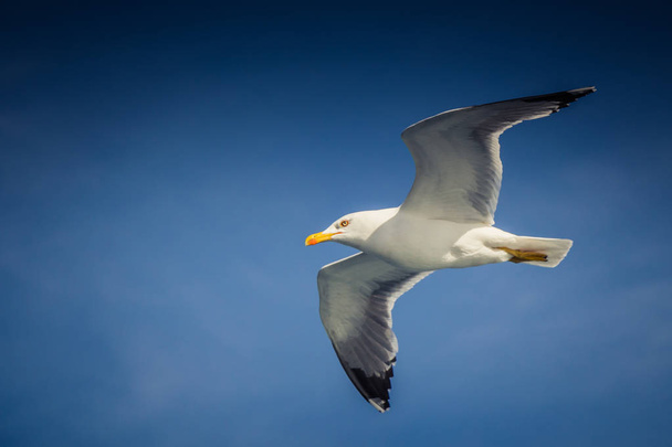 Single seagull flying in a blue sky as a background - Fotografie, Obrázek