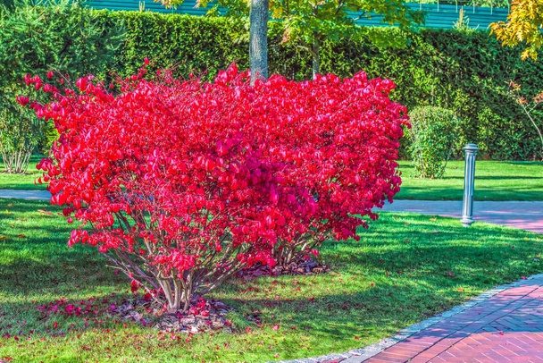 Euonymus alatus, Compactus, famiglia Celastraceae, in colore rosso autunno. Ubicazione: Mezhigorye, Ucraina
. - Foto, immagini