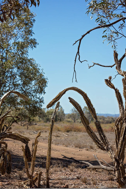 Invazív fügekaktusz fertőzés káros a környezetre, ezen a környéken: gem mezőinek központi Queensland Ausztrália - Fotó, kép