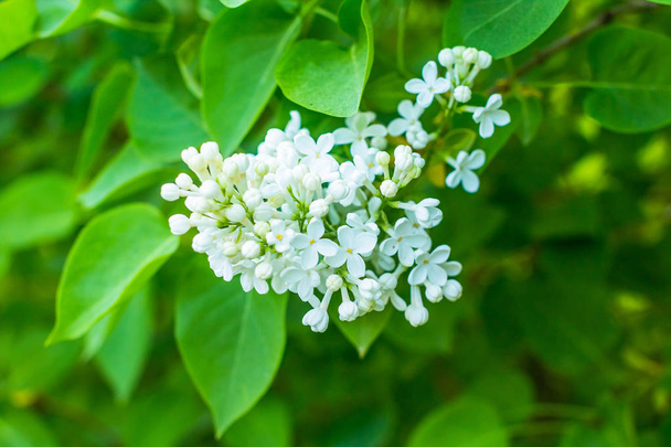 Spring branch of blossoming white lilac. Lilac blossoming branches - Photo, Image