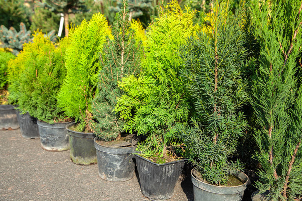 Saplings de arbustos e árvores coníferas em vasos em viveiro de plantas. Loja de plantas, loja de jardim
 - Foto, Imagem