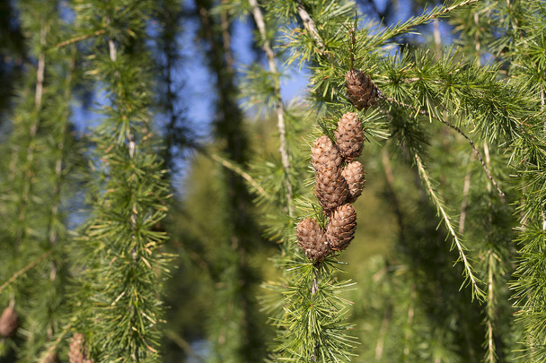 Fresh larch cones hanging on a tree - Photo, Image