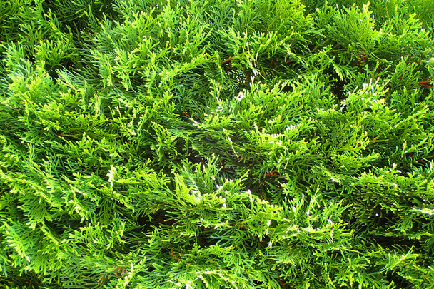 Bardzo ładne zielone drzewa tekstury jak ładne tło - Zdjęcie, obraz