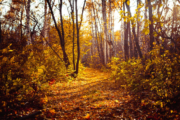 Orange jaune arbre feuille forêt automne beauté nature
. - Photo, image