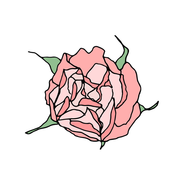 Rosa rosa vista superior aislado sobre fondo blanco
. - Foto, imagen