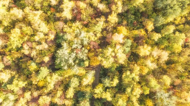 Forest seamless pattern. View from above. - Photo, Image