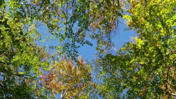 Matala kulma näkymä värikkäitä syksyn lehdet puissa metsässä. Syksy puita tuulessa ja kirkas sininen taivas
. - Materiaali, video