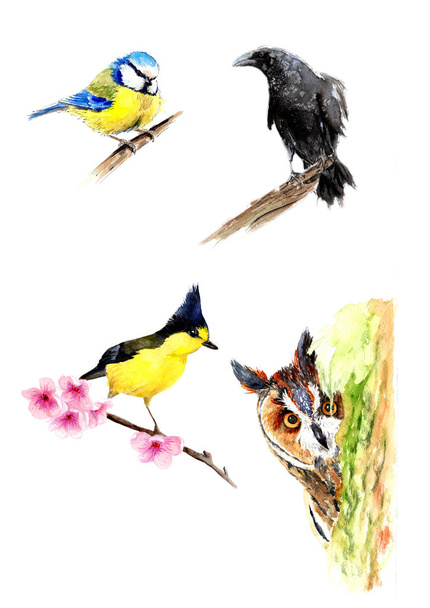 плакат с акварельными рисунками. птицы на ветке: синица, крот, сова - Фото, изображение