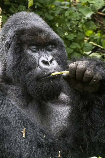 gorilla - Photo, Image