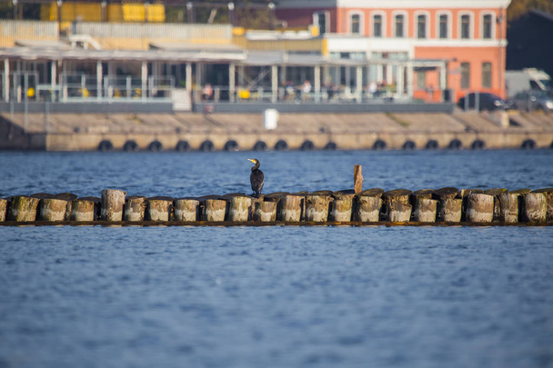 A natural scenery of sea birds sitting on an old breakwater poles in the city harbor in Riga, Latvia. - Photo, image